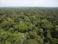 Selva tropical africana