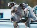 Un pitbull terrier