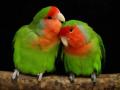 Los loros como estos usan pigmentos amarillos y rojos únicos para adquirir color