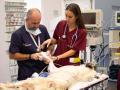 Hospital veterinario CEU Cardenal Herrera