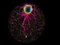 Célula de la ictiospora C. Perkinsii que muestra signos distintivos de polaridad