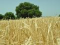 Cultivo de cereal en la provincia de Cádiz