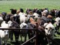 Vacas lecheras contagiadas de gripe aviar