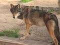 Lobo traído desde Alemania