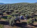Un dron del Seprona, en tareas de vigilancia sobre un olivar de Jaén