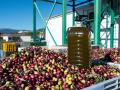 (Una garrafa de aceite sobre cientos de aceitunas, en la “Almazara Tradicional”, en Gata (Cáceres)