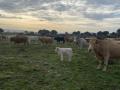 Ganadería extensiva de bovina en la provincia de Salamanca
