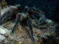 Una tarántula negra