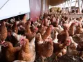 Varias gallinas en una granja avícola, en una fotografía de archivo