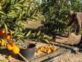 Recogida de naranja en España