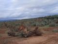 Olivos arrancados en la Campiña Norte de la provincia de Jaén