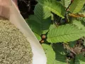 kratom