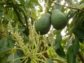 Aguacates en una plantación de Málaga