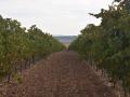 Viñedo en la D.O. Rueda