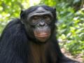 El bonobo (Pan paniscus), también llamado chimpancé pigmeo