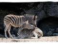 Cebras en el Zoo de Córdoba