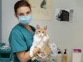 Una veterinaria con un gato