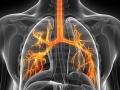 Pulmones