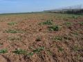 Destrozos realizados por conejos en Castilla-La Mancha