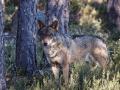 Lobo ibérico en España