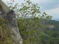 Higuera del Meco (EL Grove)