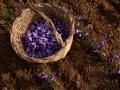 Recogida de la Flor del Azafrán, en Villafranca de los Caballeros, (Castilla - La Mancha)