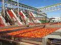 Cooperativa de tomates en Extremadura