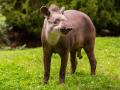 Tapir sudamericano