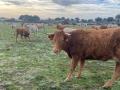 Ganadería extensiva bovina en la provincia de Salamanca
