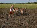 Un granjero ara el campo de arroz con la ayuda de dos vacas, en India