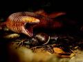 La especie de lagarto gusano recién descubierta es la más grande del mundo. Se supone que hace 50 millones de años estos animales se alimentaban principalmente de caracoles
