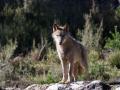 Ejemplar de lobo ibérico en Castilla y León