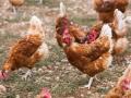 Gallinas