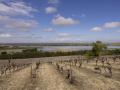 Hectáreas de cultivo afectadas por las lluvias en el Bajo Guadalquivir