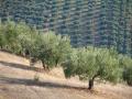 Olivar en Jaén, Andalucía