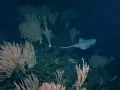 Una raya (Bathyraja spinosissima) poniendo huevos