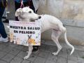 Un perro durante una manifestación contra la legislación sobre medicamentos veterinarios