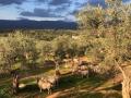 Olivar en Sierra de Gata, Cáceres