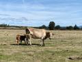 Una vaca junto a su ternero en la provincia de Salamanca