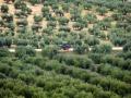 Tendrían que arrancarse alrededor de 100.000 olivos