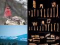 A la derecha, imágenes de los restos encontrados