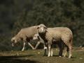 Ovejas y un cordero pastando en España