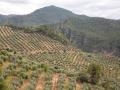 Olivar de montaña en Jaén