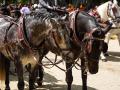 Detalle del paseo de caballos en el Real de la Feria de Abril de Sevilla