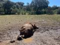 Ataque mortal de buitres a una vaca y su ternero en Salamanca