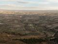 Vista panorámica de olivares en la provincia de Jaén