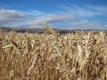 Espigas de trigo en el campo
