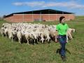 Explotación de ganado ovino de Nerea del Río en la localidad de Robladillo de Ucieza(Palencia)