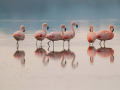 Imagen de archivo de un grupo de flamencos