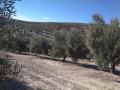 Olivar en Andalucía